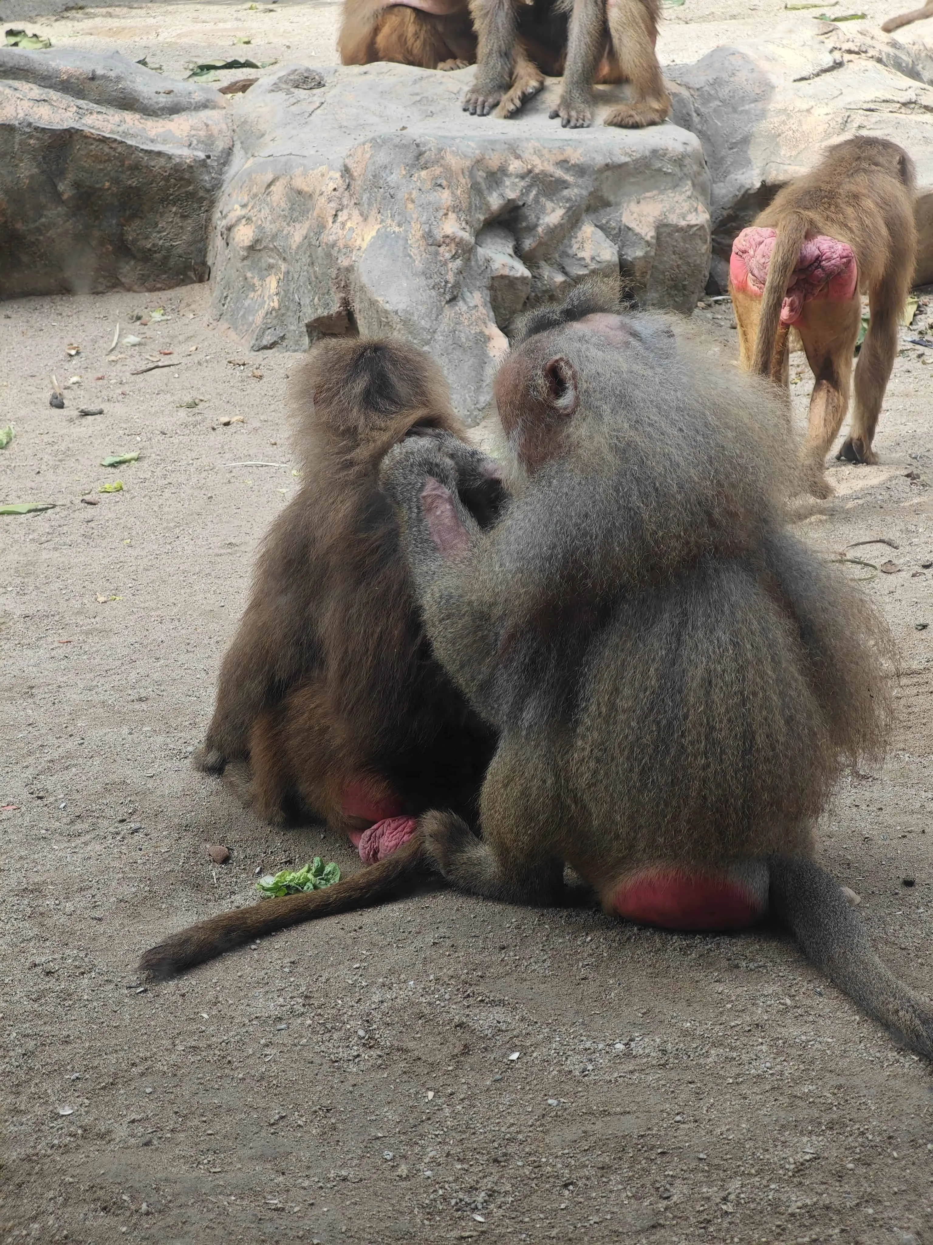 新加坡动物园 新加坡动物园