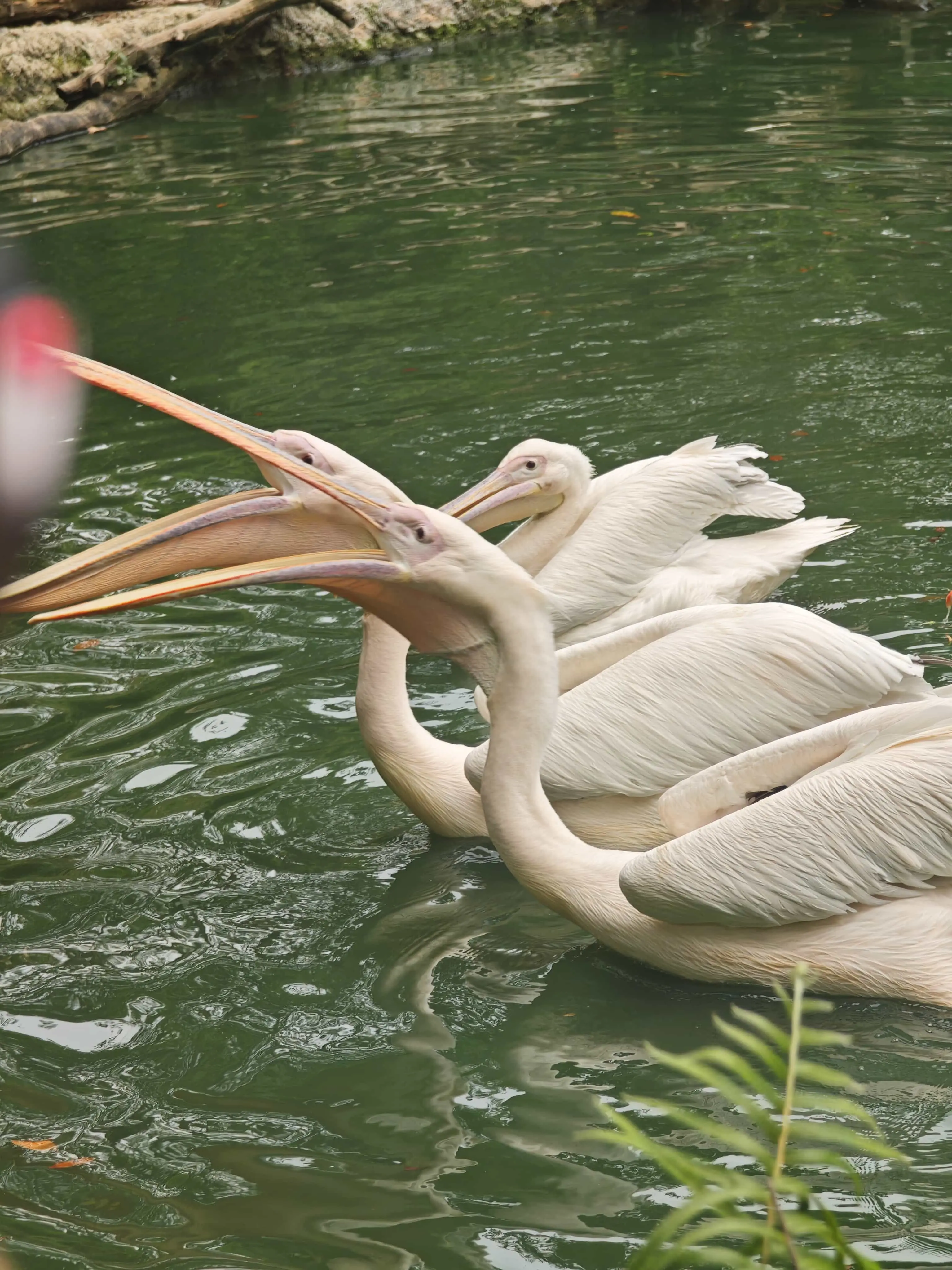 新加坡动物园 新加坡动物园